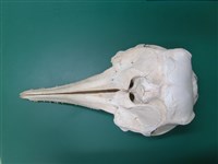 藏品(臺灣白海豚)的圖片